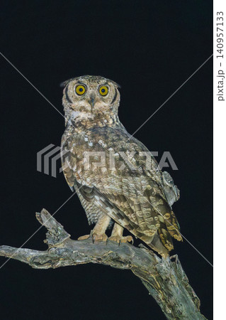 Spotted eagle-owl watches camera from dead branch Spotted eagle-owl watches camera from dead branch 140957133