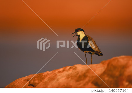 Spur-winged lapwing on sunlit rock calls mate 140957164