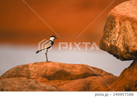 Spur-winged lapwing on sunlit rock in profile 140957166