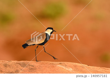 Spur-winged lapwing walks along rock lifting foot Spur-winged lapwing walks along rock lifting foot 140957181