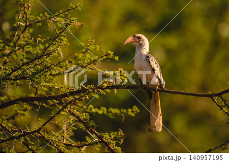 Von der Decken hornbill on thornbush branch Von der Decken hornbill on thornbush branch 140957195