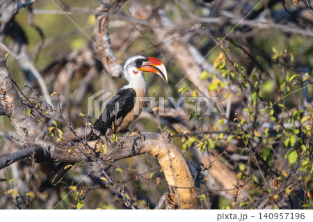 Von der Decken hornbill staring in profile Von der Decken hornbill staring in profile 140957196