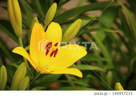 黄色いユリの花 黄色いユリの花 140957233