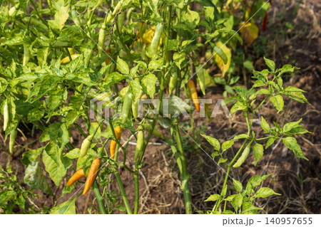 Ripening bird's eye chili peppers growing on a plant in an agricultural field 140957655