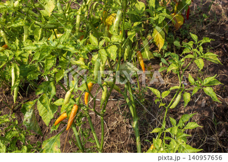 Ripening bird's eye chili peppers growing on a plant in an agricultural field Ripening bird's eye chili peppers growing on a plant in an agricultural field 140957656