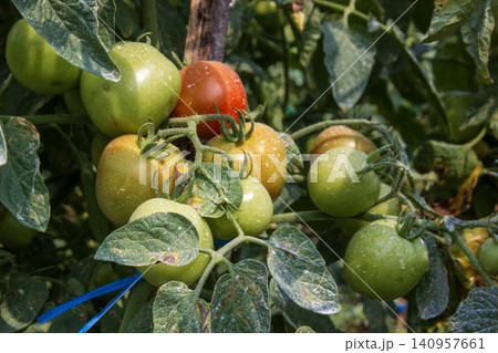 Unripe and ripening tomatoes growing on a vine in a garden plantation Unripe and ripening tomatoes growing on a vine in a garden plantation 140957661
