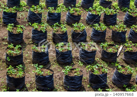 Young strawberry seedlings growing in black polybags at an agricultural nursery farm 140957668