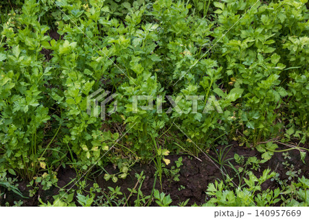Fresh green celery plants growing densely in an agricultural farm field Fresh green celery plants growing densely in an agricultural farm field 140957669