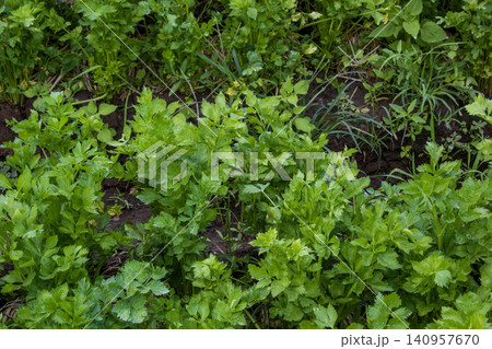 Fresh green celery plants growing densely in an agricultural farm field Fresh green celery plants growing densely in an agricultural farm field 140957670