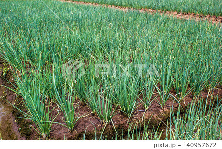 Fresh green scallions and spring onions growing densely in an agricultural field Fresh green scallions and spring onions growing densely in an agricultural field 140957672
