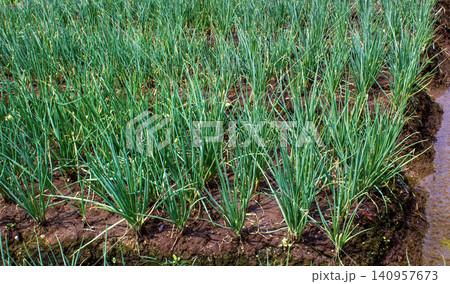 Fresh green scallions and spring onions growing densely in an agricultural field 140957673