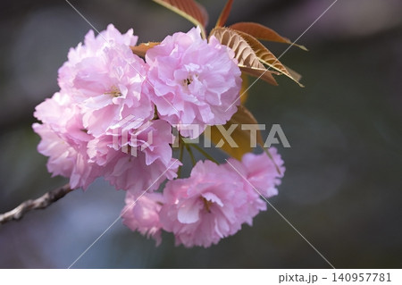 春の日差しを浴びて咲く八重桜 春の日差しを浴びて咲く八重桜 140957781
