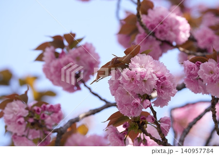 春の日差しを浴びて咲く八重桜 春の日差しを浴びて咲く八重桜 140957784