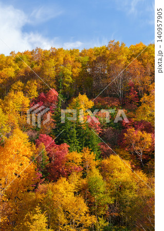 北海道上富良野 十勝岳温泉周辺の色鮮やかな紅葉 秋に染まる山の自然風景 観光素材 北海道上富良野 十勝岳温泉周辺の色鮮やかな紅葉 秋に染まる山の自然風景 観光素材 140957905