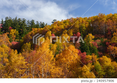 北海道上富良野 十勝岳温泉周辺の色鮮やかな紅葉 秋に染まる山の自然風景 観光素材 北海道上富良野 十勝岳温泉周辺の色鮮やかな紅葉 秋に染まる山の自然風景 観光素材 140957906