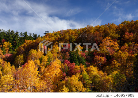 北海道上富良野 十勝岳温泉周辺の色鮮やかな紅葉 秋に染まる山の自然風景 観光素材 北海道上富良野 十勝岳温泉周辺の色鮮やかな紅葉 秋に染まる山の自然風景 観光素材 140957909