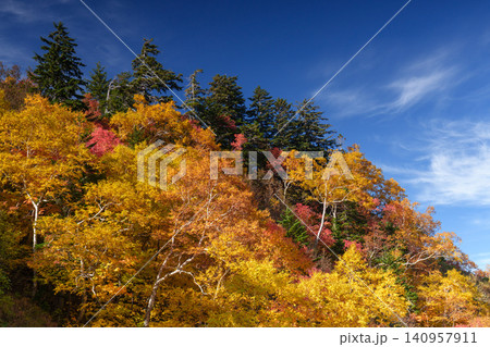 北海道上富良野 十勝岳温泉周辺の色鮮やかな紅葉 秋に染まる山の自然風景 観光素材 北海道上富良野 十勝岳温泉周辺の色鮮やかな紅葉 秋に染まる山の自然風景 観光素材 140957911