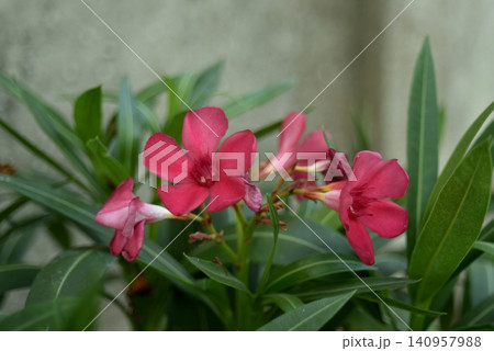 Close up of pink oleander flower in a garden Close up of pink oleander flower in a garden 140957988