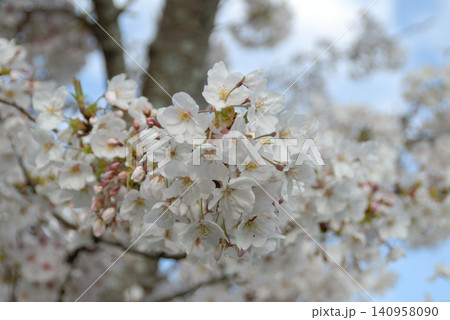 白い桜の花房と蕾 白い桜の花房と蕾 140958090