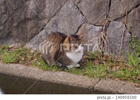 石塀の側で草を食む茶白模様の猫 石塀の側で草を食む茶白模様の猫 140958100