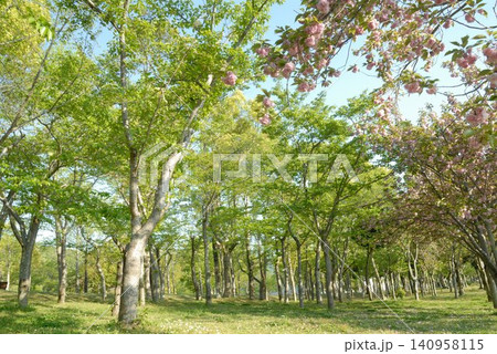 新緑と八重桜が咲く公園の並木道 新緑と八重桜が咲く公園の並木道 140958115