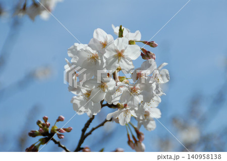 白い桜の花房と赤い蕾 140958138
