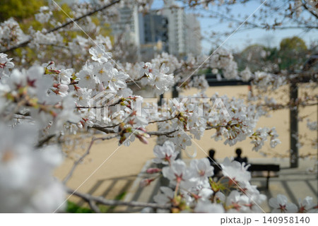 都市公園の高層ビルと白い桜の花 都市公園の高層ビルと白い桜の花 140958140