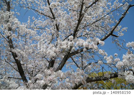 白い花に覆われた桜の大樹と青い空 白い花に覆われた桜の大樹と青い空 140958150