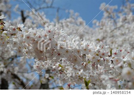 白い桜の花と青空 白い桜の花と青空 140958154