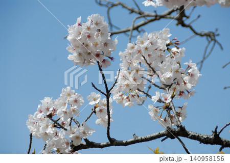 白い桜の花房と黒い枝のコントラスト 白い桜の花房と黒い枝のコントラスト 140958156