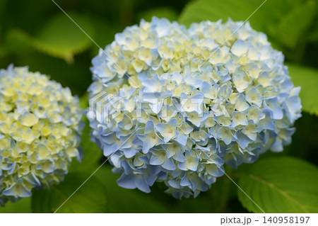 淡い色の紫陽花 淡い色の紫陽花 140958197