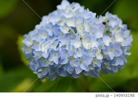 淡い色の紫陽花 淡い色の紫陽花 140958198