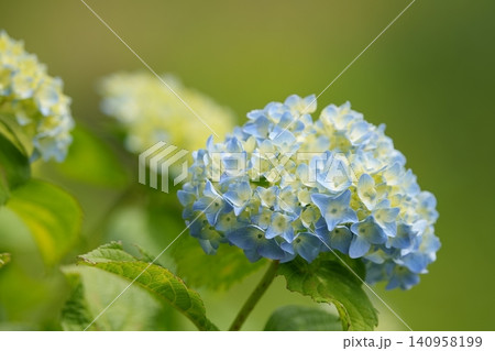 淡い色の紫陽花 淡い色の紫陽花 140958199