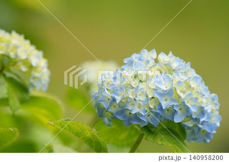 淡い色の紫陽花 淡い色の紫陽花 140958200