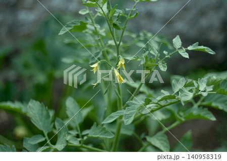 Closeup of yellow tomato flowers blooming on healthy tomato plants in a vegetable garden. Fresh organic cultivation with green foliage and natural outdoor environment Closeup of yellow tomato flowers blooming on healthy tomato plants in a vegetable garden. Fresh organic cultivation with green foliage and natural outdoor environment 140958319