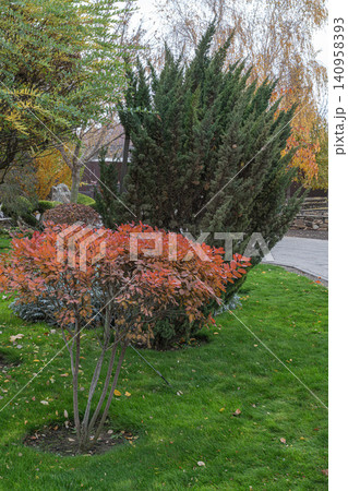 Garden scene with shrubs and grass during autumn Garden scene with shrubs and grass during autumn 140958393