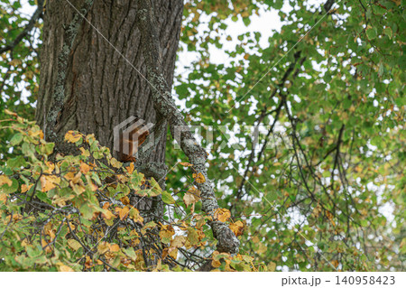 Squirrel climbs tree in autumn leaves during day Squirrel climbs tree in autumn leaves during day 140958423