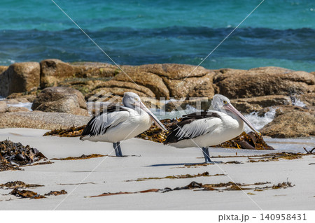 Two Pelicans together on a sandy beach in Tasmania, Australia Two Pelicans together on a sandy beach in Tasmania, Australia 140958431