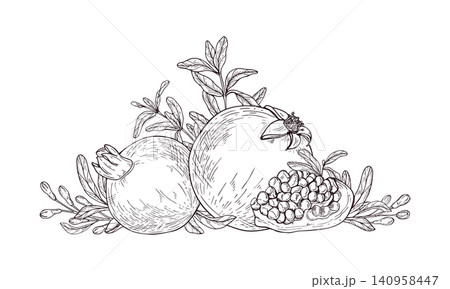 Pomegranate sketch with organic leaves and seeds. Ripe fruits botanical illustration set in line art style. Summer harvest for culinary ingredient, healthy lifestyle and food industry. 140958447
