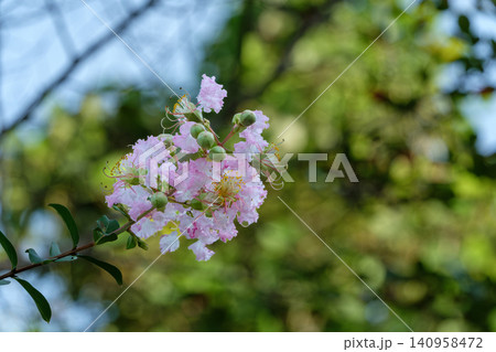 夏の木漏れ日に輝くピンクのサルスベリの花 夏の木漏れ日に輝くピンクのサルスベリの花 140958472