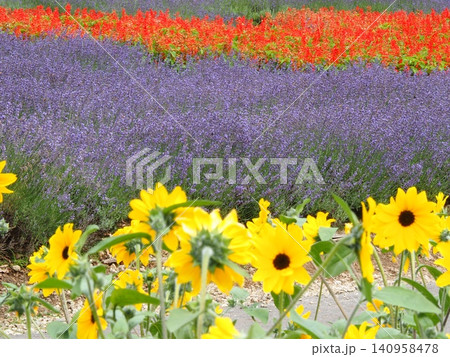 ひまわりとラベンダーと赤いサルビアが彩るたんばらの花畑 ひまわりとラベンダーと赤いサルビアが彩るたんばらの花畑 140958478