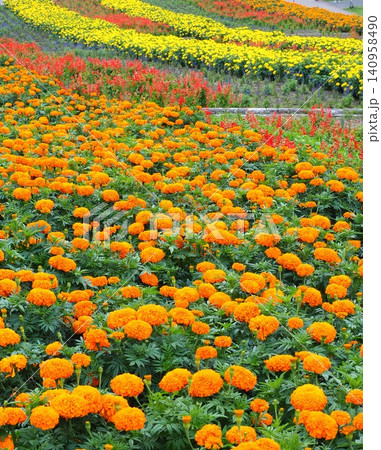 たんばら高原のマリーゴールドの花畑 たんばら高原のマリーゴールドの花畑 140958490