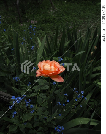初夏のバラ園で単焦点レンズにて撮影した縦構図の美しいアプリコット色の薔薇と周囲の小さな青い花 初夏のバラ園で単焦点レンズにて撮影した縦構図の美しいアプリコット色の薔薇と周囲の小さな青い花 140958539