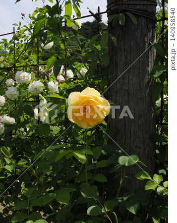 初夏の山口県のバラ園で単焦点レンズにて撮影した縦構図の美しい黄色い薔薇と格子フェンスに咲く白いバラ 初夏の山口県のバラ園で単焦点レンズにて撮影した縦構図の美しい黄色い薔薇と格子フェンスに咲く白いバラ 140958540