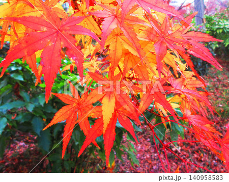 イロハモミジの紅葉の風景 イロハモミジの紅葉の風景 140958583