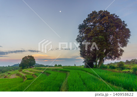 Terraced Rice Fields at Sunrise in Indonesia. Beautiful panoramic view of terraced rice fields surrounded by lush tropical greenery and palm trees Terraced Rice Fields at Sunrise in Indonesia. Beautiful panoramic view of terraced rice fields surrounded by lush tropical greenery and palm trees 140958622