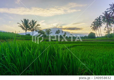 Terraced Rice Fields at Sunrise in Indonesia. Beautiful panoramic view of terraced rice fields surrounded by lush tropical greenery and palm trees 140958632