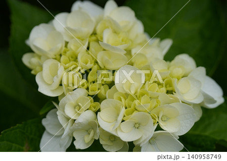 淡い色の紫陽花 淡い色の紫陽花 140958749