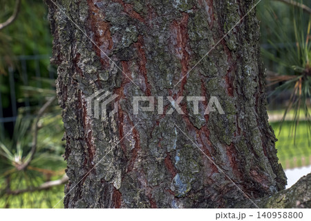 Rugged Bark of Mature Pinus nigra Rugged Bark of Mature Pinus nigra 140958800