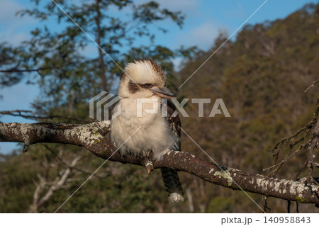 A Kookaburra Perched on a Tree Branch in Tasmania, Australia A Kookaburra Perched on a Tree Branch in Tasmania, Australia 140958843